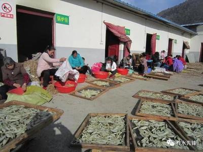 柞水縣紅巖寺鎮 黨建引領，社區工廠助力脫貧，中藥材產業煥發新活力